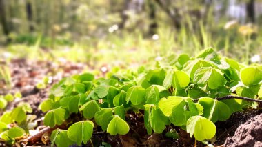 Genç yonca bitkileri kıştan sonra uyanıyor. Bahar doğasının güzelliği.