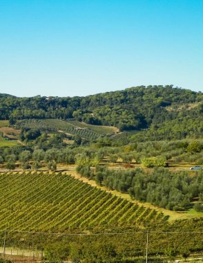 Güneşli bir günde Toskana üzüm bağlarının manzarası. Doğa ve tarım kavramı. İtalya 'da tatiller. Boşluğu kopyala.
