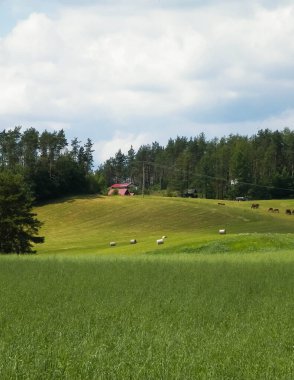 Yazın Kashubia 'nın çarpıcı doğası. Yeşil tarlalar, tepeler ve çayırlar.