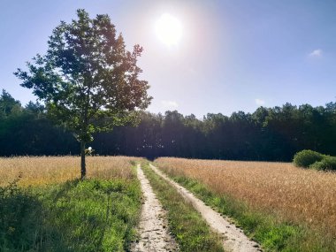 Kashubia 'da tarlanın ve ormanın üzerindeki yol. Kuzey Polonya 'nın yaz doğasının güzelliği.