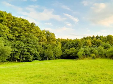 Ormanın ortasında bir çayır olsa ne güzel olurdu. Kuzey Polonya 'da dondurucu bahar.