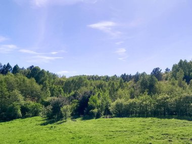 Ormanın ortasında bir çayır olsa ne güzel olurdu. Kuzey Polonya 'da dondurucu bahar.