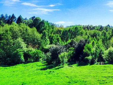 Ormanın ortasında bir çayır olsa ne güzel olurdu. Kuzey Polonya 'da dondurucu bahar.