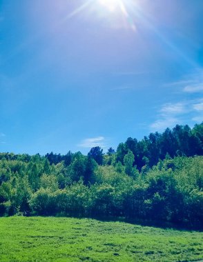 Ormanın ortasında bir çayır olsa ne güzel olurdu. Kuzey Polonya 'da dondurucu bahar.