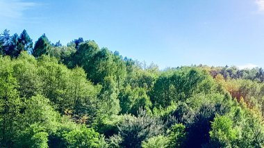 Orman ağacı güneşli bir günde taç giyer. Yazın güzel orman.