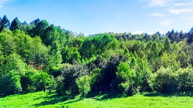 Ormanın ortasında bir çayır olsa ne güzel olurdu. Kuzey Polonya 'da dondurucu bahar.