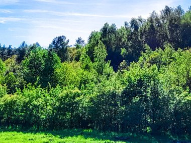Ormanın ortasında bir çayır olsa ne güzel olurdu. Kuzey Polonya 'da dondurucu bahar.