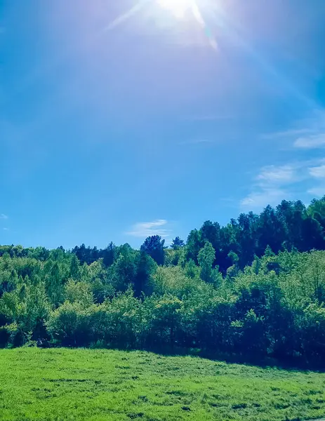 Ormanın ortasında bir çayır olsa ne güzel olurdu. Kuzey Polonya 'da dondurucu bahar.