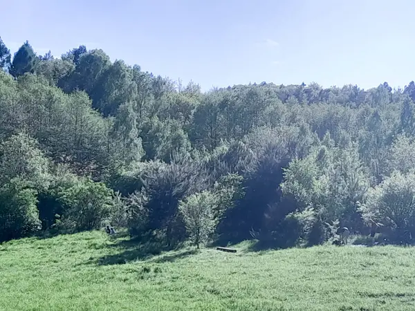 Ormanın ortasında bir çayır olsa ne güzel olurdu. Kuzey Polonya 'da dondurucu bahar.