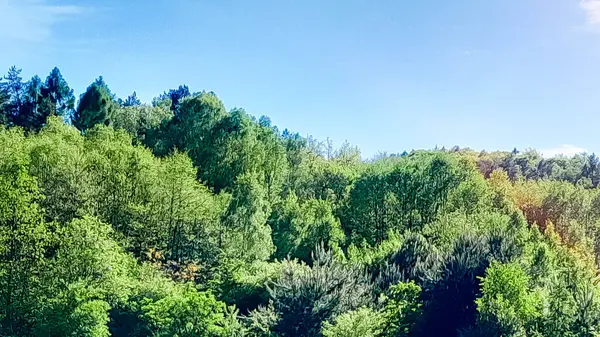 Orman ağacı güneşli bir günde taç giyer. Yazın güzel orman.