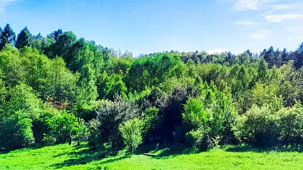 Ormanın ortasında bir çayır olsa ne güzel olurdu. Kuzey Polonya 'da dondurucu bahar.