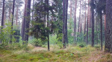 Kuzey Polonya 'da ormanın derinliklerine seyahat et. Kashubia 'nın Güzeli.