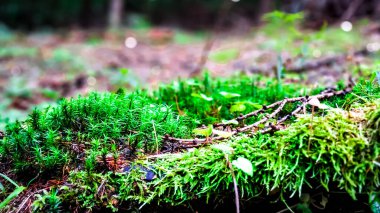 Orman kumu ve yosunlarını kapatın. Vahşi orman doğası.