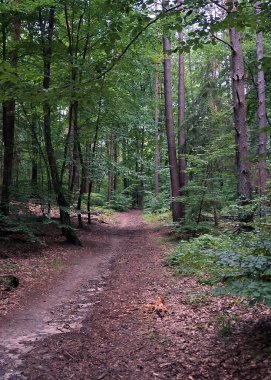 Kuzey Polonya 'daki vahşi orman manzarası. Trojiejski Ulusal Parkı.