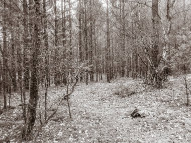 Baltık Denizi 'nin kıyı bölgesindeki çam ormanı. Tatiller ve turizm, Kuzey Polonya 'nın güzel doğası. BW soyut filtre tonu
