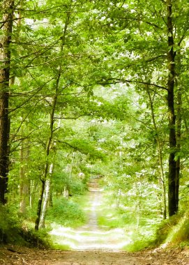 Yeşil ormanda yol. Yaz ormanı manzarası. Kuzey Polonya doğası. Seyahat ve doğa kavramı.