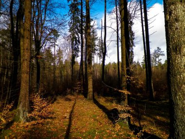 Kış tatilinden sonra orman tekrar uyanır. Bahar güneşi ağaçların arasından doğuyor Polonya doğası. Doğa konsepti.