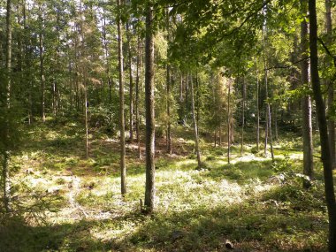Vahşi orman manzarası. Yeşil orman güneşli bir günde, yaz mevsiminde. Güzel doğa Pomerania - Kuzey Polonya bölgesi.