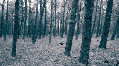 Baltık Denizi 'nin kıyı bölgesindeki çam ormanı. Tatiller ve turizm, Kuzey Polonya 'nın güzel doğası. BW soyut filtre tonu