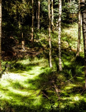 Vahşi doğa - yeşil ormandaki sulak alan. Bataklık yosunu ve ağaçlar - Pomeranya 'nın güzel doğası - Kuzey Polonya bölgesi.