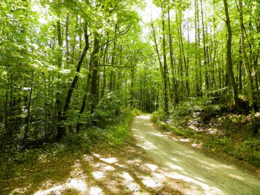 Yeşil ormanda yol. Yaz ormanı manzarası. Pomerania 'nın doğası - Kuzey Polonya bölgesi. Seyahat ve doğa kavramı.