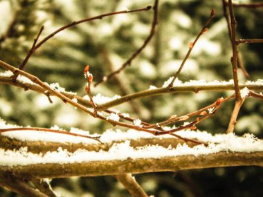 Ağaç dalında taze kar. Kış mevsimi doğası.