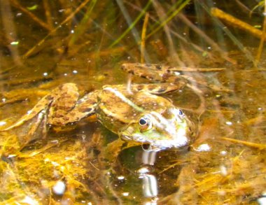 Göletteki kurbağa. Doğal ortamında vahşi bir hayvan. Polonya doğası.