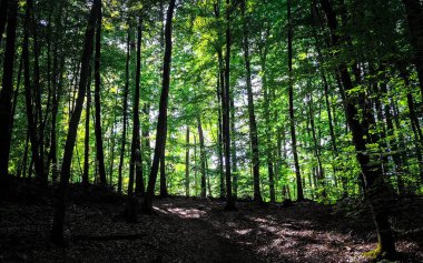 Kuzey Polonya 'da vahşi orman. Tricity Peyzaj Parkı.