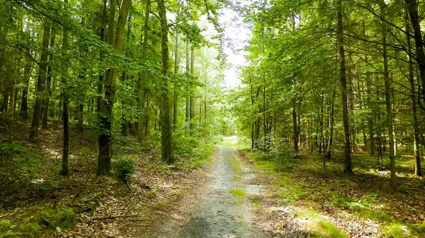 Yeşil ormanda yol. Yaz ormanı manzarası. Kuzey Polonya doğası. Seyahat ve doğa kavramı.