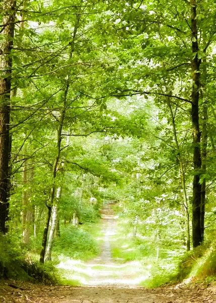 Yeşil ormanda yol. Yaz ormanı manzarası. Kuzey Polonya doğası. Seyahat ve doğa kavramı.