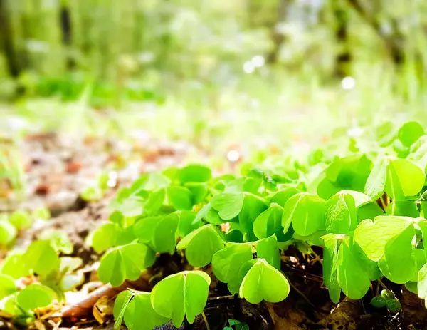 Genç yonca bitkileri kıştan sonra uyanıyor. Bahar doğasının güzelliği.