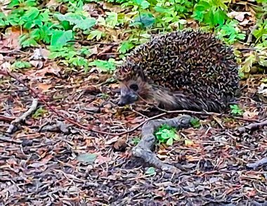 Ormandaki genç kirpi. Doğal ortamında vahşi bir hayvan..