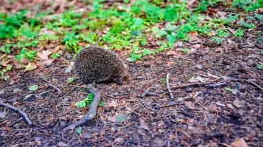 Ormandaki genç kirpi. Doğal ortamında vahşi bir hayvan..