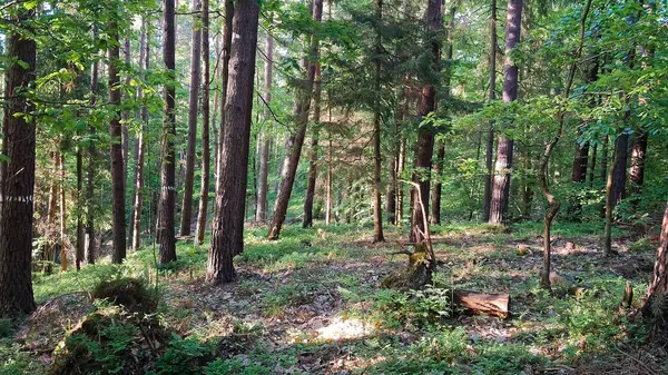 Trojmiejski peyzaj parkında derin bir orman. Kuzey Polonya. Vahşi doğa..