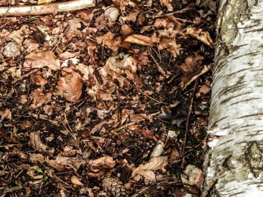 Doğal bir arka plan olarak huş ağacı kökü. Boşluğu kopyala.
