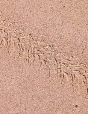 Çölün veya kumsalın üzerindeki lastik izleri. Doğal arka plan. Offroad ve seyahat kavramı.