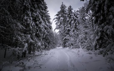 Ormanda kış. Ağaçlarda kar. Kuzey Polonya.