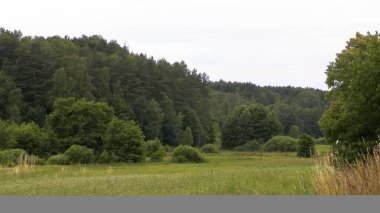 Ormanın ortasında yeşil alan. Kuzey Polonya 'nın güzel doğası. Kashubian Bölgesinin Keşfi.