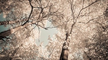 Arka planda ağaçlar. Yaz yeşili doğa. Uzayı kopyala soyut filtre tonu.