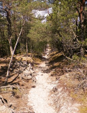 Stilo 'daki orman. Kuzey Polonya. Baltık Denizi kıyısı.