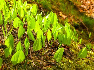 Yaz doğayı uyandırıyor. Yaz ormanlarında yetişen yeşil bitkiler.