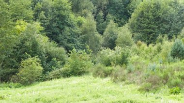 Doğal bir arka plan olarak vahşi çayır. Boşluğu kopyala