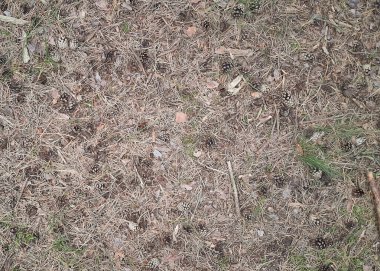 Orman çöplüğü doğa arka planı olarak kullanılıyor. Boşluğu kopyala.