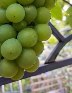 Doğal arka plan olarak üzüm meyveleri. Tarım.