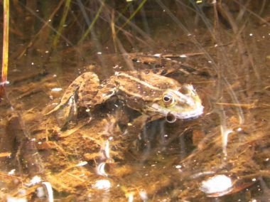 Göletteki kurbağa. Doğal ortamında vahşi bir hayvan. Polonya doğası.