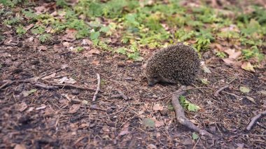 Ormandaki genç kirpi. Doğal ortamında vahşi bir hayvan..