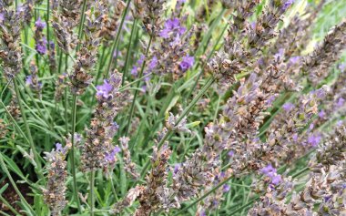 Çiçek açan lavanta çiçeklerini kapat.