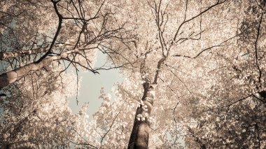 Arka planda ağaçlar. Yaz yeşili doğa. Uzayı kopyala soyut filtre tonu.