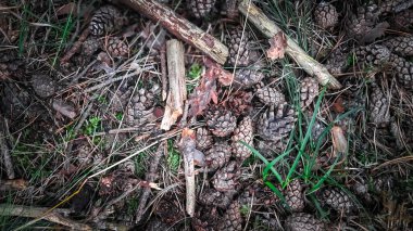 Orman çöplüğü doğa arka planı olarak kullanılıyor. Boşluğu kopyala.