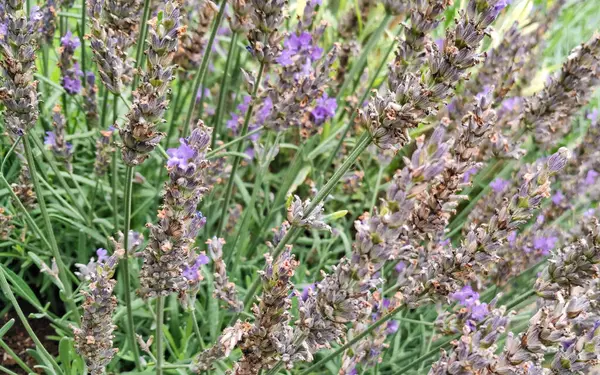 Çiçek açan lavanta çiçeklerini kapat.